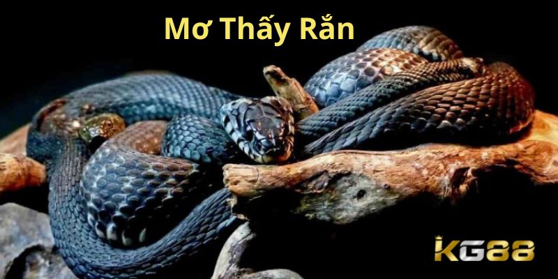 Nằm mơ thấy rắn đánh con đề nào để trúng